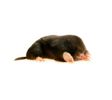 Animal Wildlife Removal Control Trapping Services Animal Wildlife Removal Control, How Did A Mole Get In My Basement